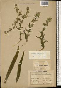 Echium italicum subsp. biebersteinii (Lacaita) Greuter & Burdet, Caucasus, Azerbaijan (K6) (Azerbaijan)