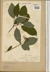 Cornus sericea L., Eastern Europe, Eastern region (E10) (Russia)