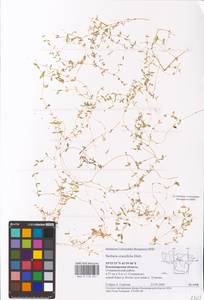 Stellaria crassifolia Ehrh., Eastern Europe, Central region (E4) (Russia)