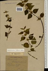 Lamium galeobdolon subsp. galeobdolon, Caucasus, Black Sea Shore (from Novorossiysk to Adler) (K3) (Russia)