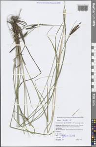 Carex acuta L., Siberia, Baikal & Transbaikal region (S4) (Russia)