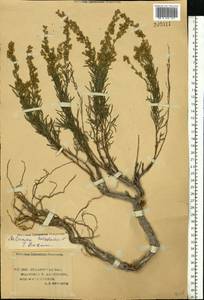 Artemisia salsoloides Willd., Eastern Europe, Lower Volga region (E9) (Russia)