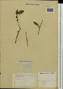 Salix fragilis L., Eastern Europe, Central forest-and-steppe region (E6) (Russia)