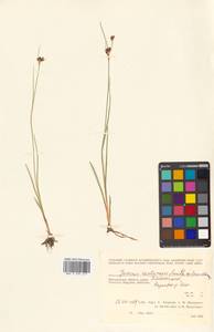 Juncus castaneus subsp. leucochlamys (W. J. Zinger ex V. I. Krecz.) Hultén, Siberia, Chukotka & Kamchatka (S7) (Russia)