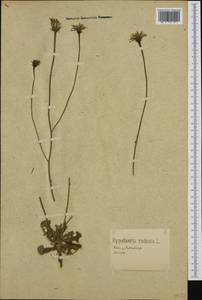 Hypochaeris radicata L., Western Europe (EUR) (Germany)