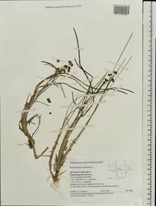 Scheuchzeria palustris L., Eastern Europe, Central region (E4) (Russia)