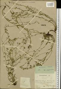 Eritrichium incanum (Turcz.) A. DC., Siberia, Russian Far East (S6) (Russia)