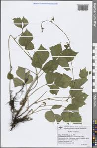 Rubus saxatilis L., Eastern Europe, Eastern region (E10) (Russia)