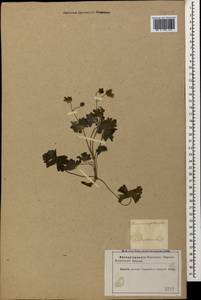 Geranium albanum M. Bieb., Caucasus, Azerbaijan (K6) (Azerbaijan)