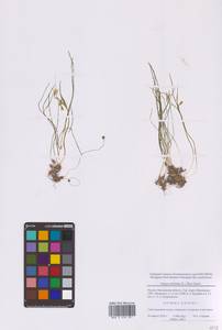 Gagea minima (L.) Ker Gawl., Eastern Europe, Moscow region (E4a) (Russia)