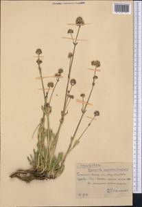 Gypsophila cephalotes (Schrenk) F.N. Williams, Middle Asia, Western Tian Shan & Karatau (M3) (Kazakhstan)