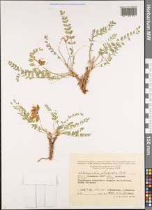 Astragalus physodes, Eastern Europe, Lower Volga region (E9) (Russia)