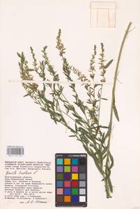 Genista tinctoria L., Eastern Europe, Rostov Oblast (E12a) (Russia)