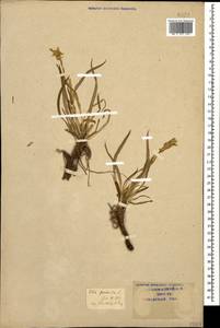 Iris pumila L., Caucasus, Krasnodar Krai & Adygea (K1a) (Russia)