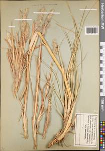 Poaceae, Middle Asia, Pamir & Pamiro-Alai (M2) (Tajikistan)