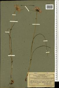 Allium paniculatum L., Caucasus, Dagestan (K2) (Russia)