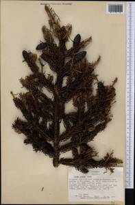 Picea rubens Sarg., America (AMER) (United States)