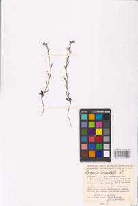 MHA 0 152 643, Lycopsis arvensis subsp. orientalis (L.) Kuzn., Eastern Europe, Lower Volga region (E9) (Russia)