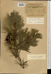 Pinus sylvestris var. hamata Steven, Caucasus, Armenia (K5) (Armenia)