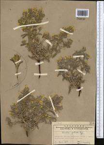 Arnebia guttata Bunge, Middle Asia, Northern & Central Tian Shan (M4) (Kazakhstan)
