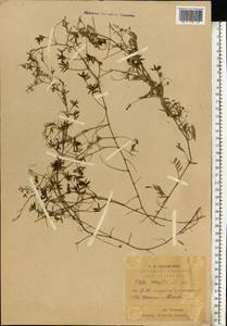 Vicia hirsuta (L.)Gray, Eastern Europe, Middle Volga region (E8) (Russia)