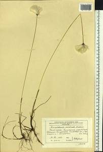 Eriophorum × medium Andersson, Siberia, Chukotka & Kamchatka (S7) (Russia)