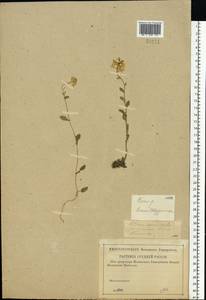 Barbarea vulgaris W. T. Aiton, Eastern Europe, Western region (E3) (Russia)