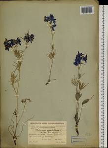 Delphinium grandiflorum L., Siberia, Baikal & Transbaikal region (S4) (Russia)