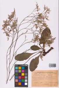 Limonium bungei (Claus) Gamajun., Eastern Europe, North Ukrainian region (E11) (Ukraine)