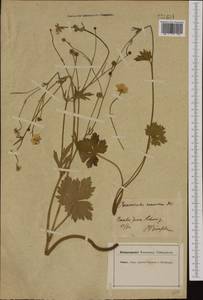 Ranunculus polyanthemos subsp. nemorosus (DC.) Schübl. & G. Martens, Western Europe (EUR) (Switzerland)