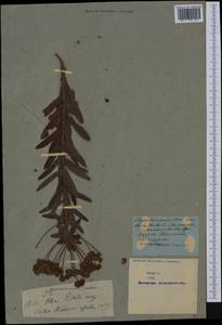 Euphorbia palustris L., Western Europe (EUR) (Not classified)