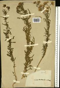 Jacobaea vulgaris subsp. vulgaris, Eastern Europe (no precise locality) (E0) (Not classified)