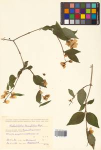 Philadelphus tenuifolius Rupr. & Maxim., Siberia, Russian Far East (S6) (Russia)