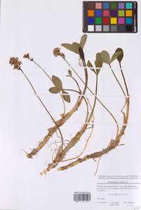 Menyanthes trifoliata L., Eastern Europe, Moscow region (E4a) (Russia)