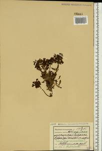 Pedicularis verticillata L., Eastern Europe, Northern region (E1) (Russia)