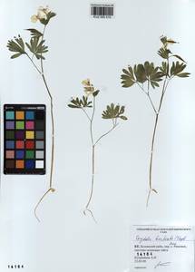 KUZ 000 510, Corydalis bracteata (Steph.) Pers., Siberia, Altai & Sayany Mountains (S2) (Russia)