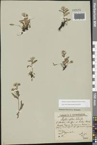 Myosotis asiatica (Vestergr. ex Hultén) Schischk. & Serg., Eastern Europe, Northern region (E1) (Russia)