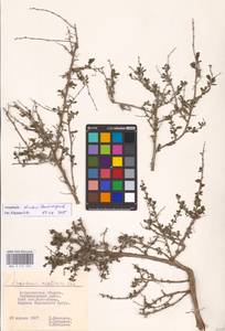 Atraphaxis replicata Lam., Eastern Europe, Lower Volga region (E9) (Russia)