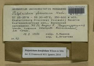 Polytrichum densifolium Wilson ex Mitt., Bryophytes, Bryophytes - Permsky Krai, Udmurt Republic, Sverdlovsk & Kirov Oblasts (B8) (Russia)