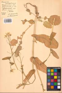Brassica rapa subsp. sylvestris (L.) Janch., Eastern Europe, Central region (E4) (Russia)