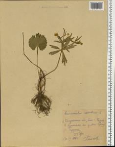 Ranunculus cassubicus L., Eastern Europe, Central region (E4) (Russia)