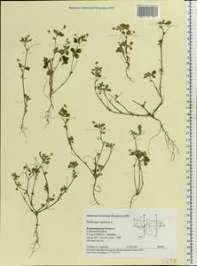 Medicago lupulina L., Eastern Europe, Central region (E4) (Russia)