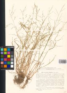 Puccinellia hauptiana (V.I.Krecz.) Kitag., Eastern Europe, North-Western region (E2) (Russia)
