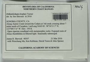 Orthotrichum rivulare Turner, Bryophytes, Bryophytes - America (BAm) (United States)