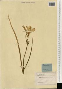 Hemerocallis minor Mill., Botanic gardens and arboreta (GARD) (Russia)