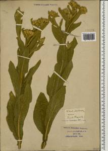 Inula thapsoides (M. Bieb.) Spreng., Caucasus, Krasnodar Krai & Adygea (K1a) (Russia)