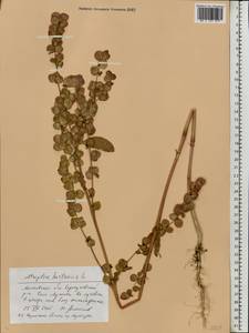 Atriplex hortensis L., Eastern Europe, Moscow region (E4a) (Russia)