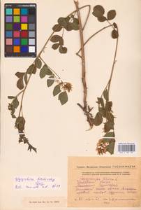 Glycyrrhiza glabra L., Eastern Europe, Middle Volga region (E8) (Russia)