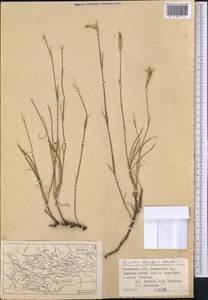 Dianthus crinitus subsp. tetralepis (Nevski) Rech. fil., Middle Asia, Pamir & Pamiro-Alai (M2) (Tajikistan)