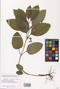 MHA 0 154 101, Melittis melissophyllum L., Eastern Europe, South Ukrainian region (E12) (Ukraine)